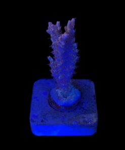 Alternative view of Maleficent M