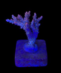 Alternative view of Maleficent M