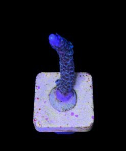 Alternative view of Millepora Blue M