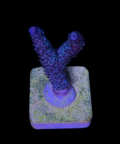 Alternative view of Millepora Blue M