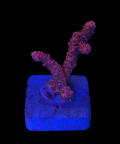 Millepora Bubble Gum M