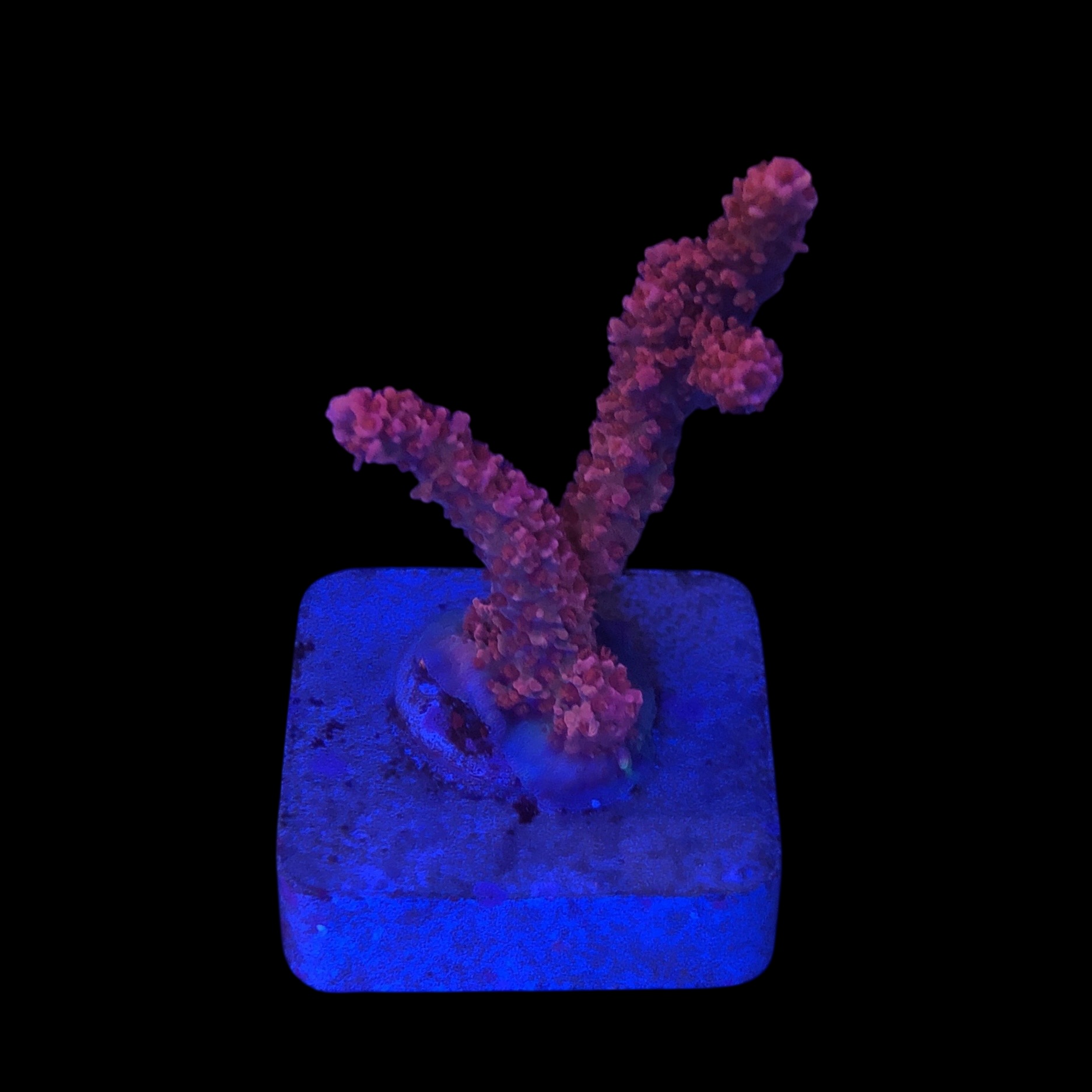 Millepora Bubble Gum M