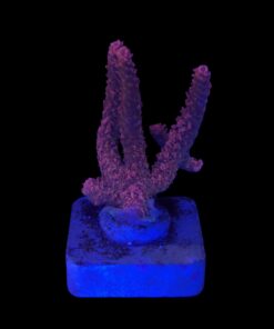 Millepora Bubble Gum M