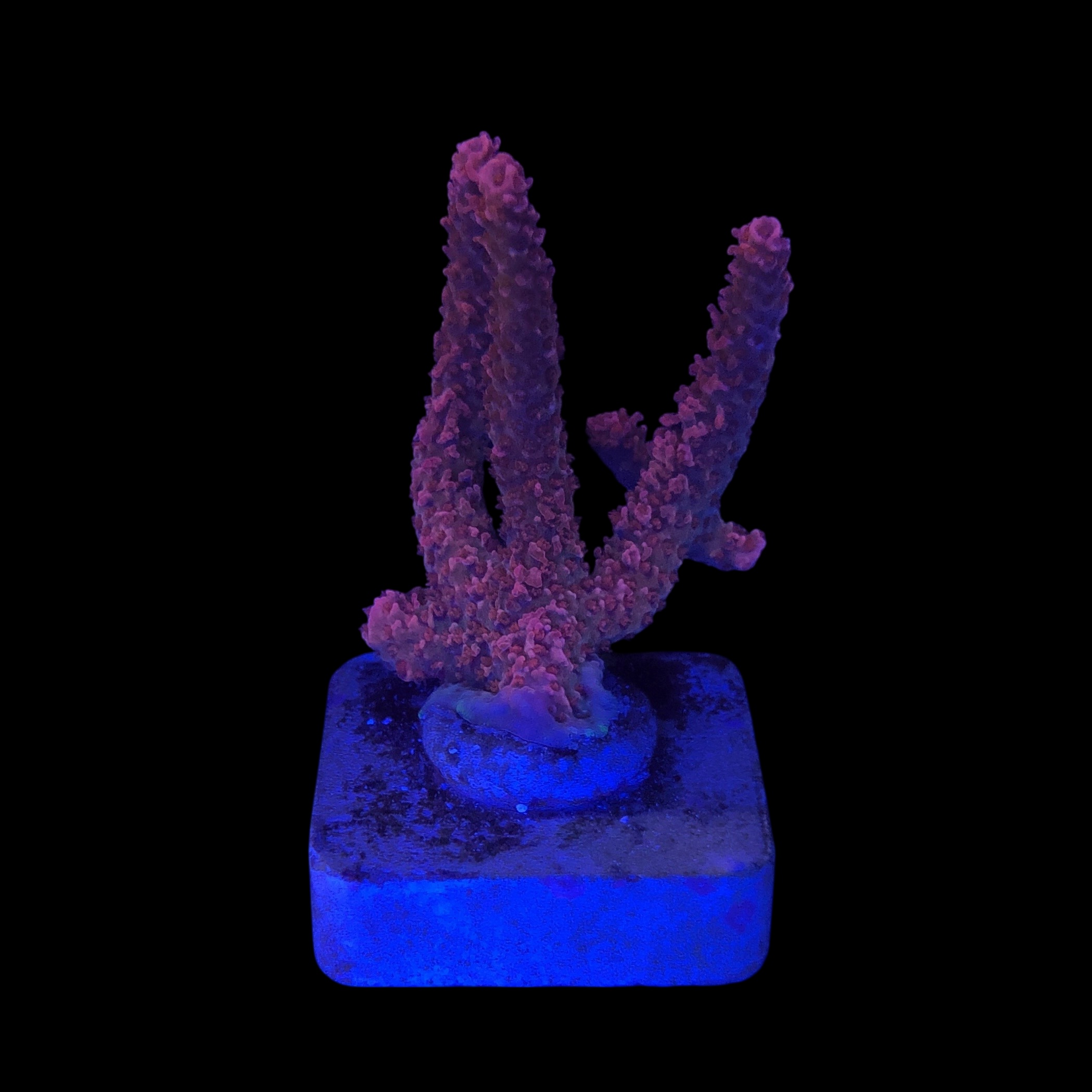 Millepora Bubble Gum M