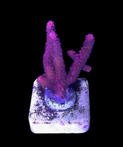 Alternative view of Millepora Bubble Gum M