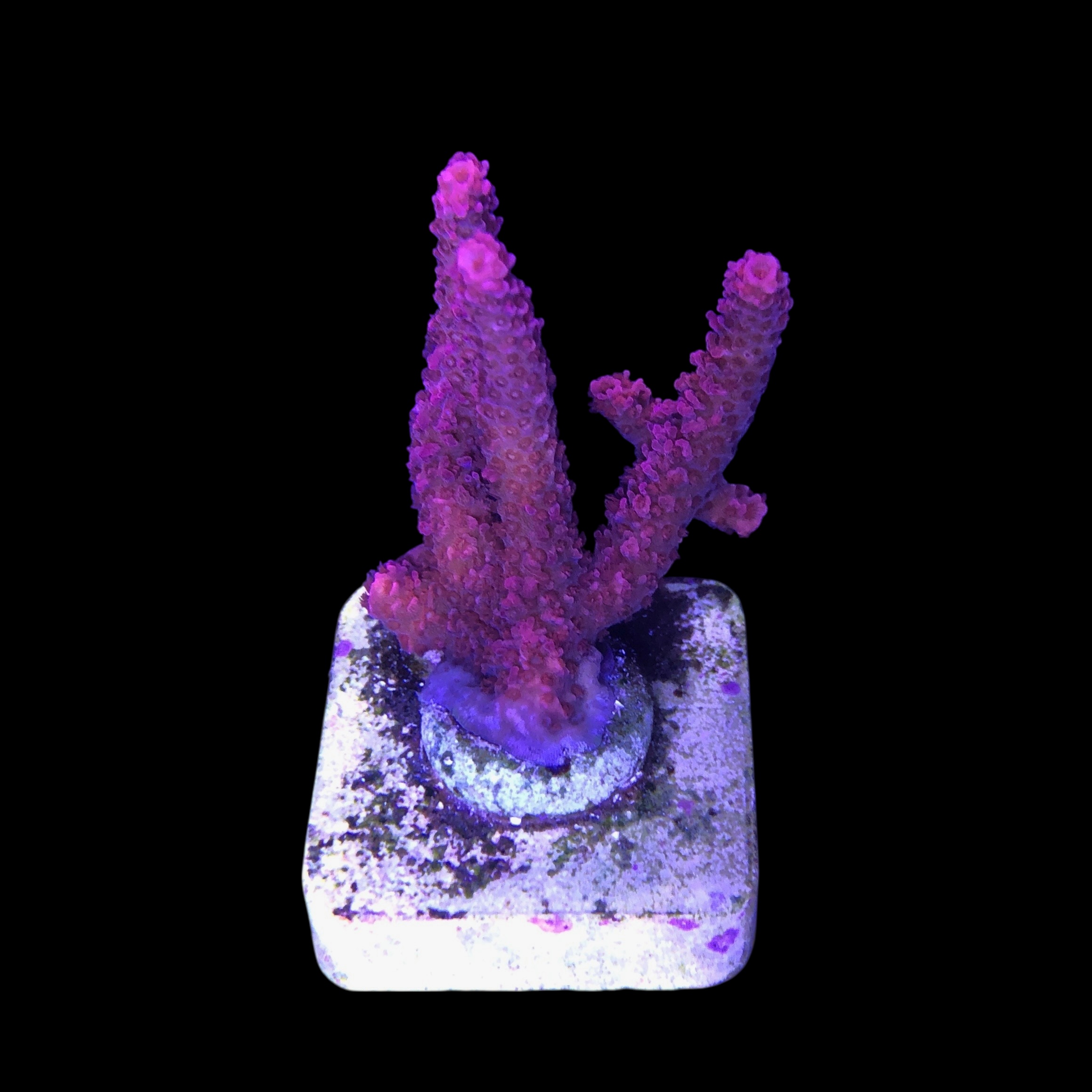 Millepora Bubble Gum M - Imagem 2