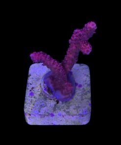 Alternative view of Millepora Bubble Gum M