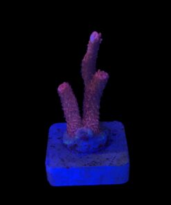 Millepora Bubble Gum M