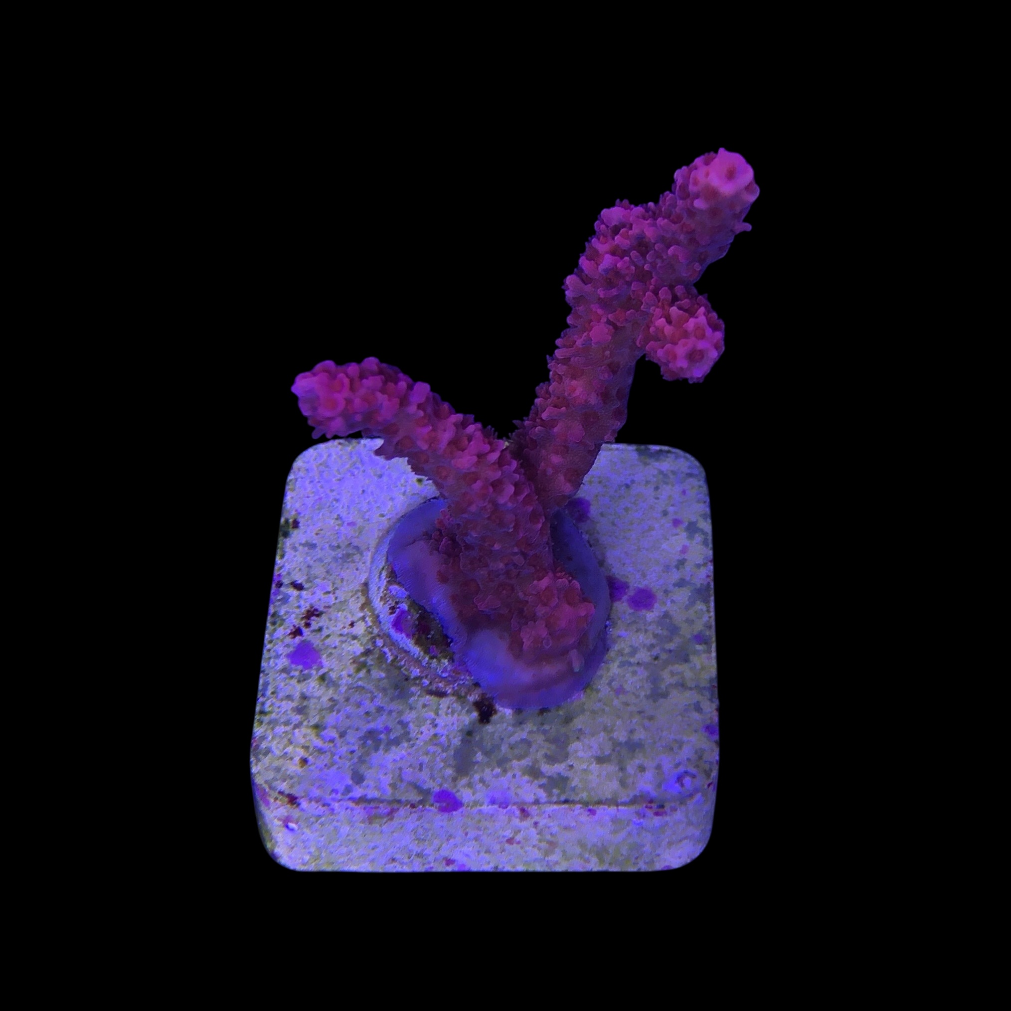 Millepora Bubble Gum M - Imagem 2