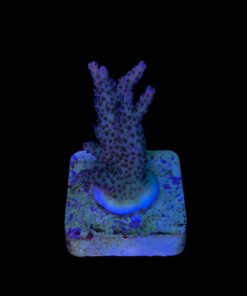 Alternative view of Millepora Magic M