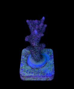 Alternative view of Millepora Magic M