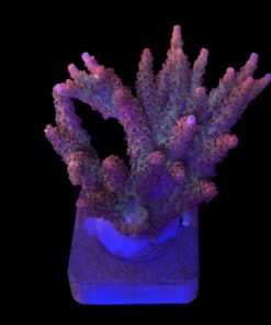 Millepora Magic Mini Colônia