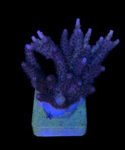 Alternative view of Millepora Magic Mini Colônia
