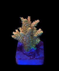 Millepora Orange Yellow Tips M