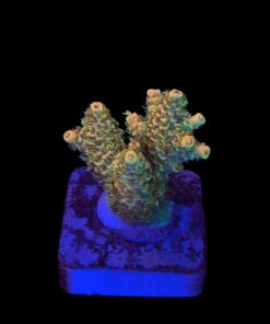 Millepora Orange Yellow Tips M