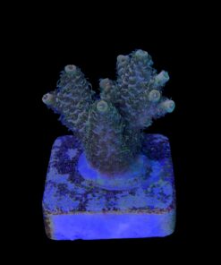 Alternative view of Millepora Orange Yellow Tips M