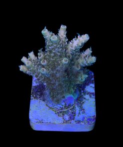 Alternative view of Millepora Orange Yellow Tips M