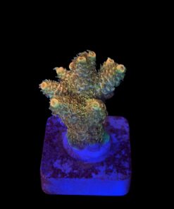 Millepora Orange Yellow Tips M