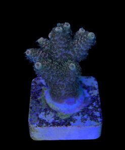 Alternative view of Millepora Orange Yellow Tips M