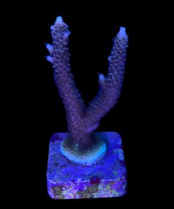 Alternative view of Millepora Tricolor G