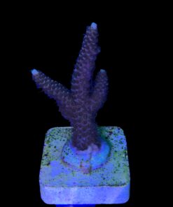 Alternative view of Millepora Tricolor M