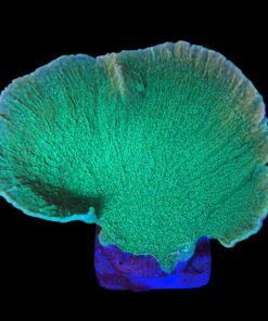 Montipora Capricornio Green Blue Polyps G