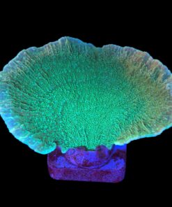 Montipora Capricornio Green Blue Polyps G