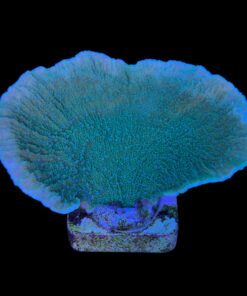 Alternative view of Montipora Capricornio Green Blue Polyps G