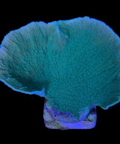 Alternative view of Montipora Capricornio Green Blue Polyps G