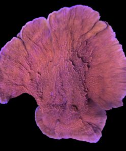 Montipora Capricórnio Laranja G