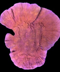 Montipora Capricórnio Laranja G