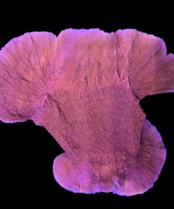 Montipora Capricórnio Laranja G