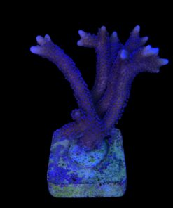 Montipora Digitada Blue German G