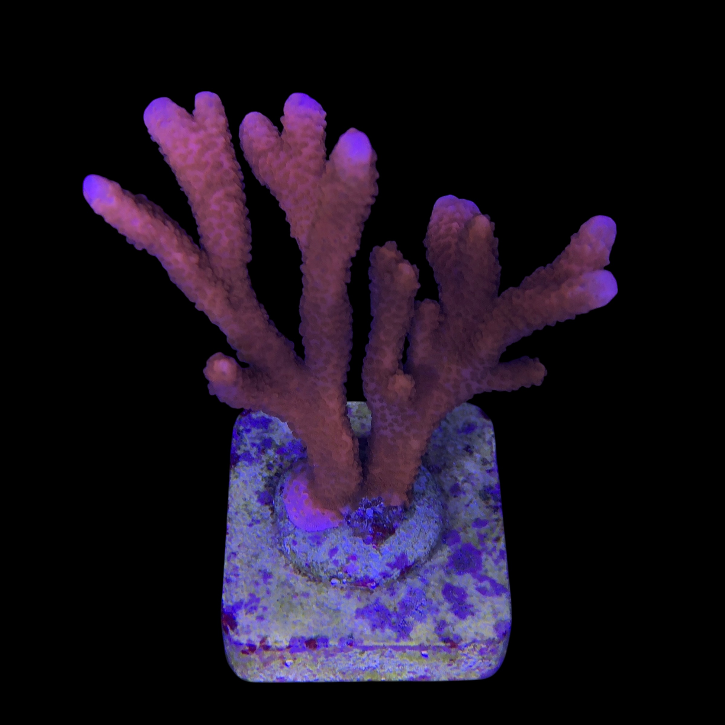 Montipora Digitada Laranja G - Imagem 2