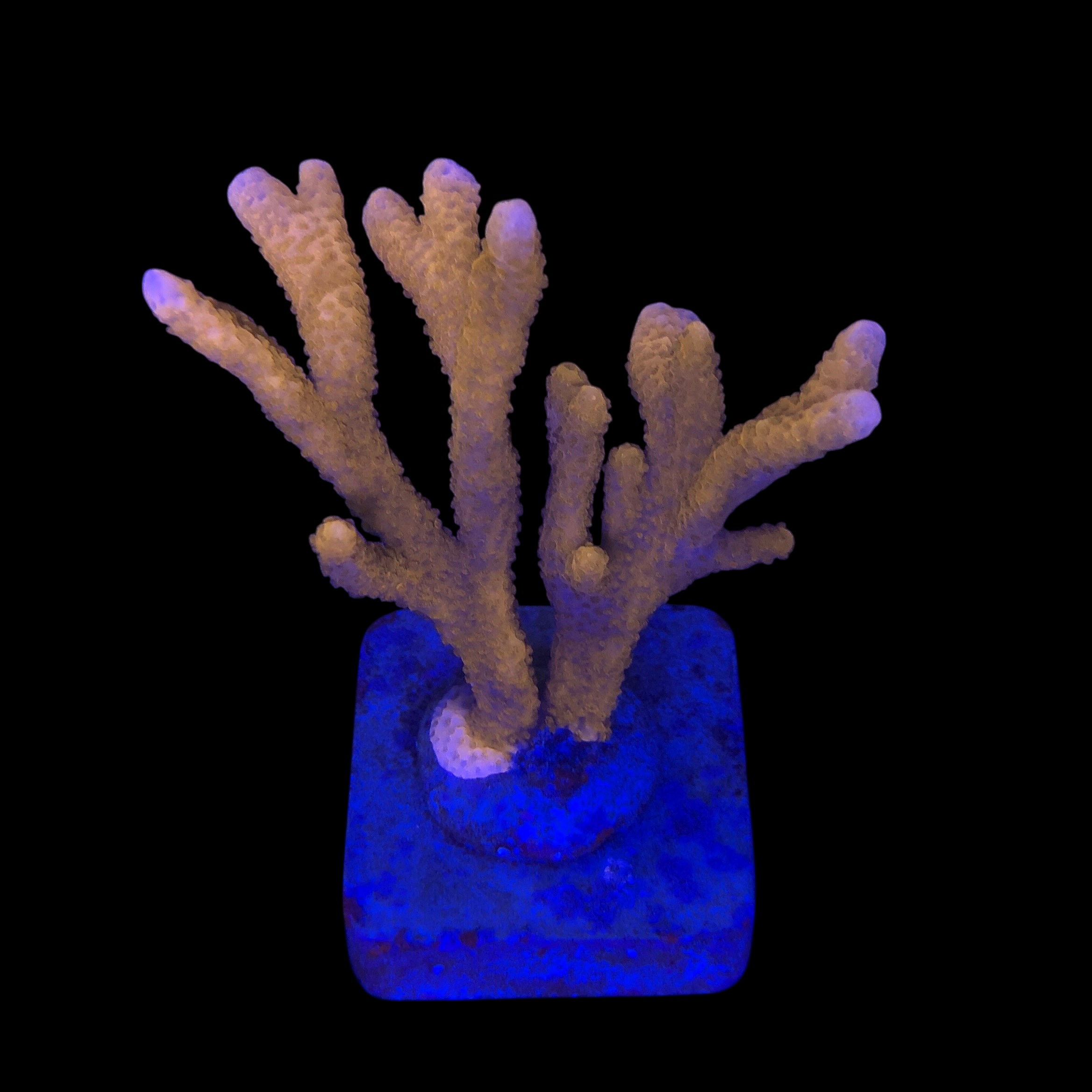 Montipora Digitada Laranja G