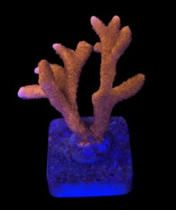 Montipora Digitada Laranja G