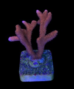 Alternative view of Montipora Digitada Laranja G