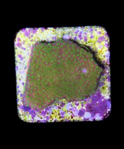 Alternative view of Montipora Sunset M