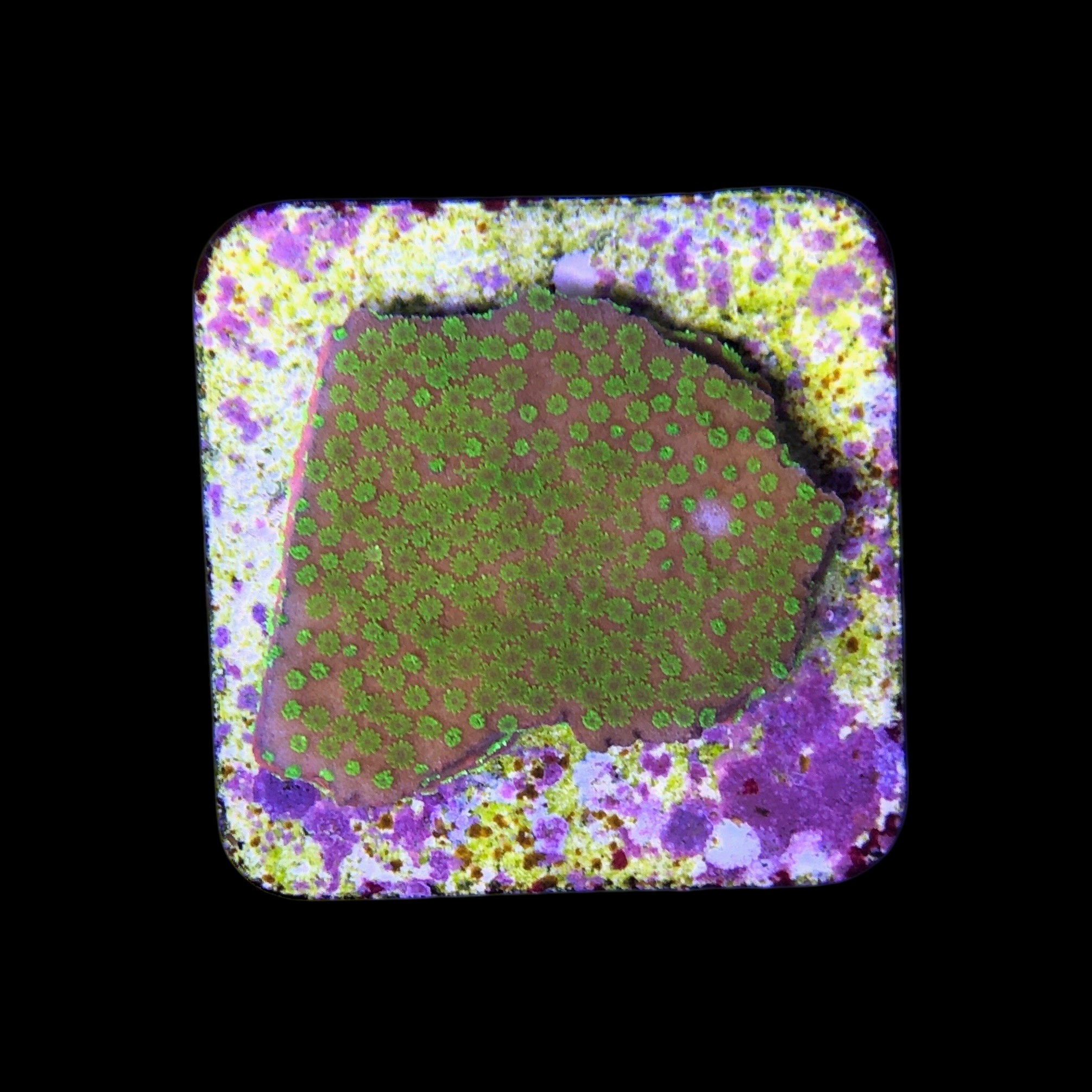 Montipora Sunset M - Imagem 2