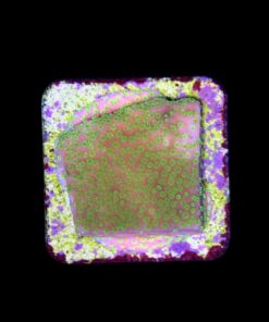 Alternative view of Montipora Sunset M