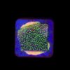 Montipora Sunset M