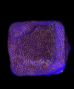 Montipora Superman M