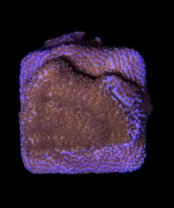 Alternative view of Montipora Superman M