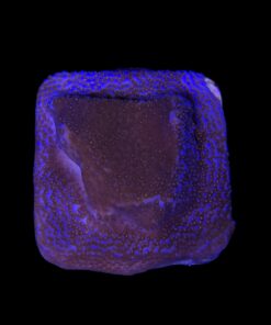 Alternative view of Montipora Superman M