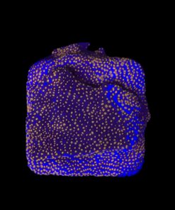 Montipora Superman M
