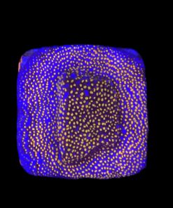 Montipora Superman M
