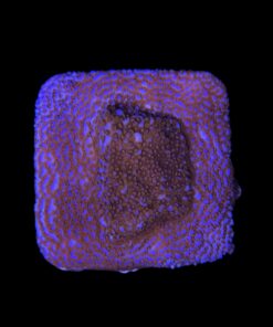 Alternative view of Montipora Superman M