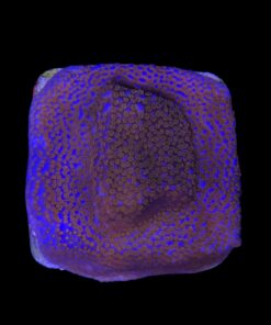 Alternative view of Montipora Superman M