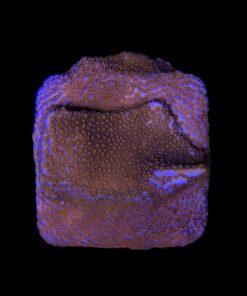 Alternative view of Montipora Superman M