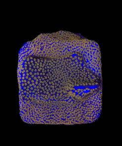 Montipora Superman M